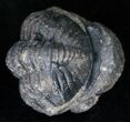 Bargain Enrolled Barrandeops (Phacops) Trilobite #11302-2